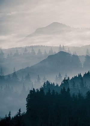 Foggy mountains with trees photo