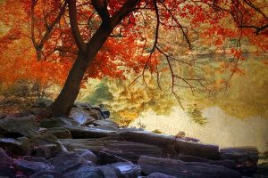 Fall trees by lake